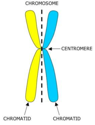 <p>is one half of a replicated chromosome</p>