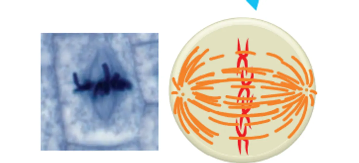 <p>Chromosomes move to the centre of the cell</p>