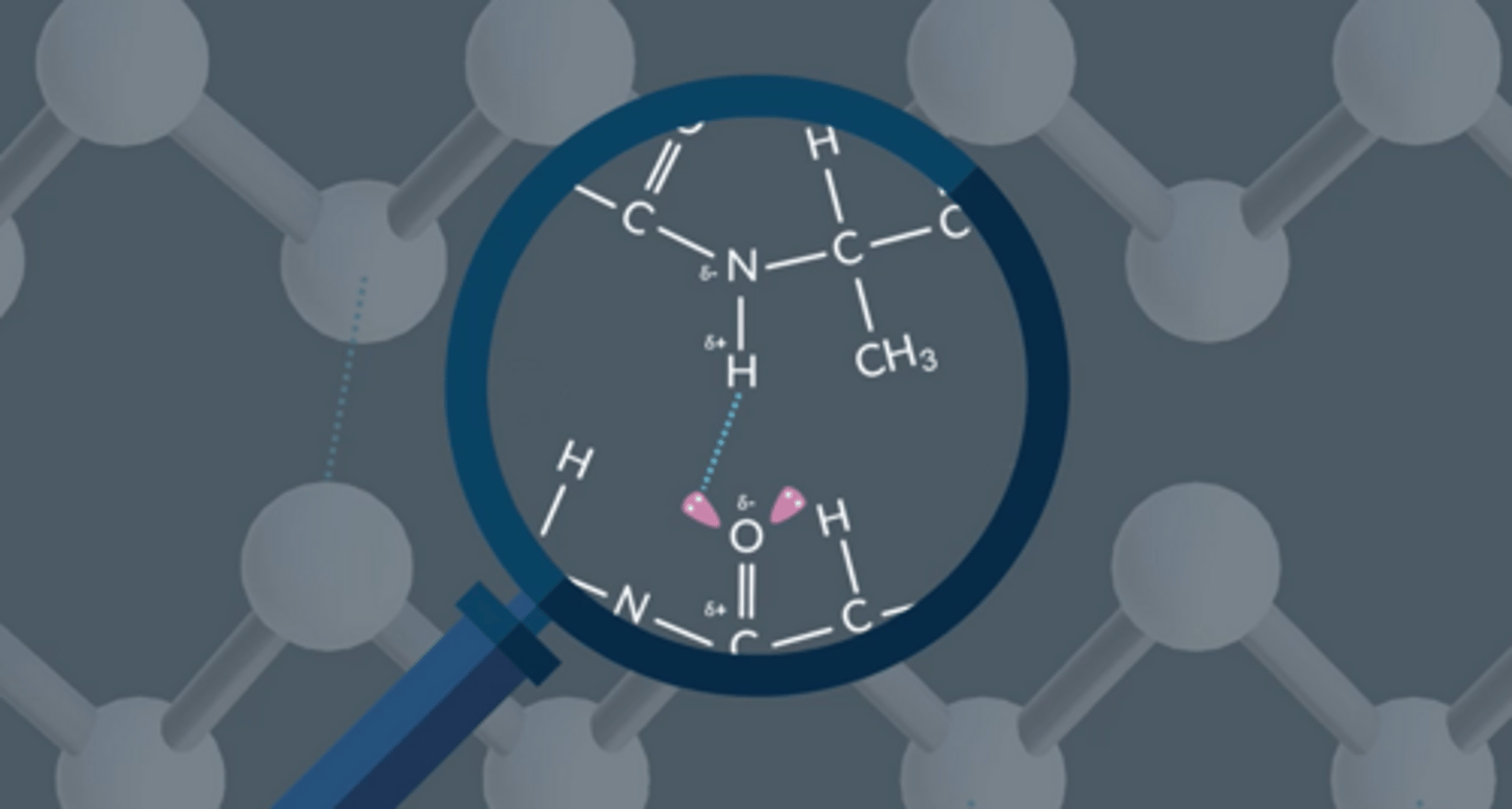 <p>Hydrogen bonding, e.g. between C=O and N-H groups (between peptide links)</p>