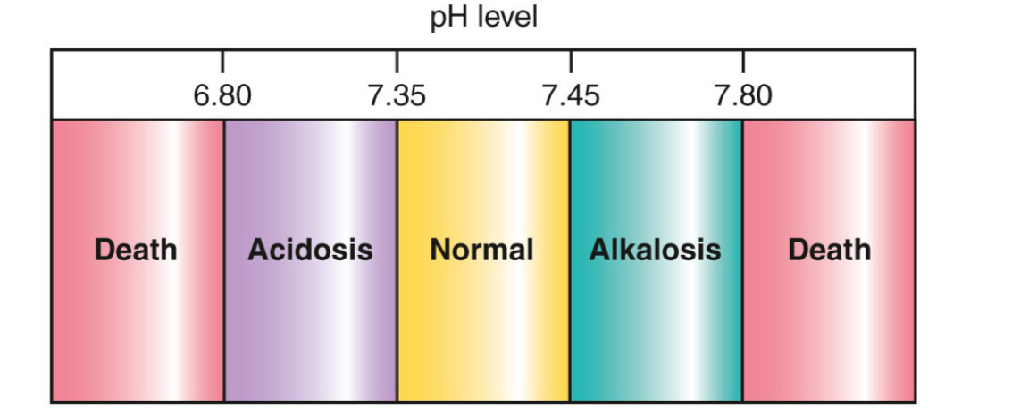 <ul><li><p>Regulation of acids and bases is critical for metabolic activities</p></li><li><p>Narrow ph range is required for function of cells, tissues, and organs</p><ul><li><p>Ph 7.35-7.45</p></li><li><p>More h+ more acidic</p></li><li><p>More OH more alkaline</p></li><li><p>High pH is alkalosis</p></li><li><p>low pH is acidosis</p></li></ul></li></ul><p></p>