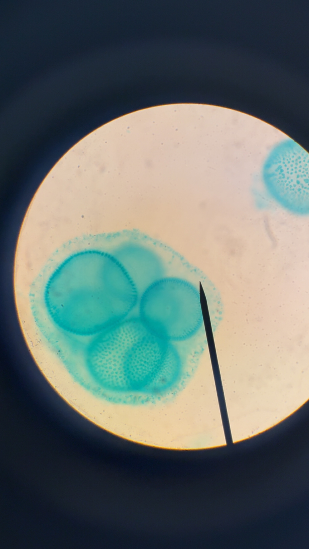 <p>What phylum </p>