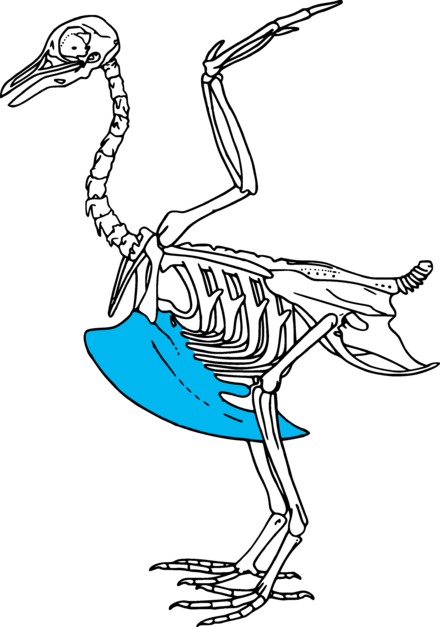 <p>Extension of the sternum found in birds.</p>