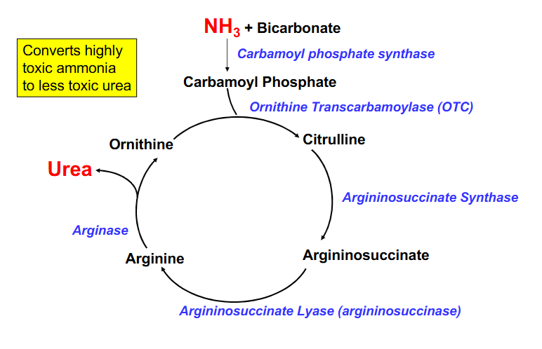 <p>The Urea Cycle</p>