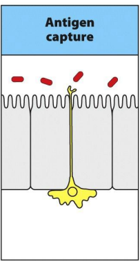 <p><span style="font-family: Times New Roman, serif">mononuclear cells have been seen extending processes between the cells of the epithelium without disturbing its integrity. The cell process could pick up and internalize antigen from the gut lumen and then retract</span></p><p></p>