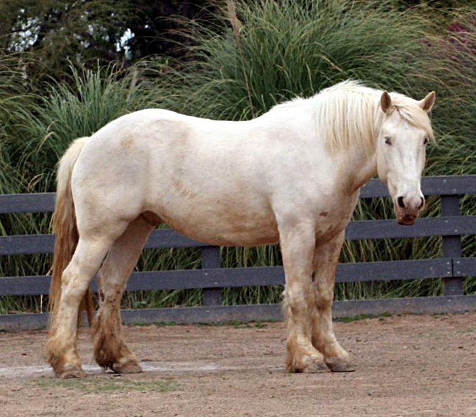 <p>draft breed, cream color, Iowa, old granny</p>