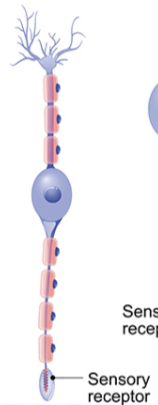 neuron with one main dendrite and one axon that can be found in retina, nasal cavity and inner ear is a...