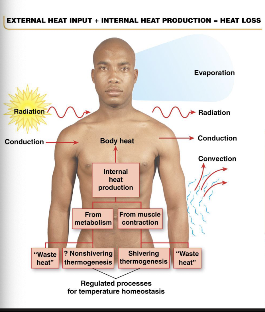 <ul><li><p>diminished food intake to lessen obligatory heat production</p></li><li><p>shivering and constricting vessels in response to a fever</p></li><li><p>behavioral responses</p><ul><li><p>decreased physical activity</p></li></ul></li></ul><p></p>