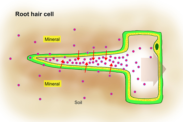 <p>The transport of minerals from outside to inside of root hair cells is an active process. </p>