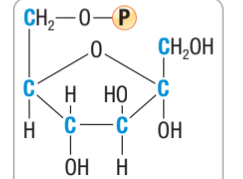 <p>What molecule is this?</p>