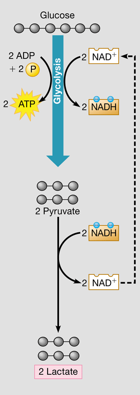 <ul><li><p>Glycolysis followed by the reduction of pyruvate into lactate</p></li><li><p>Regenerates NAD+ for glycolysis</p></li><li><p>Muscle cells can switch to lactic acid fermentation when the need for ATP exceeds the delivery of O2</p></li><li><p>Used to make cheese &amp; yogurt by bacteria</p></li></ul>