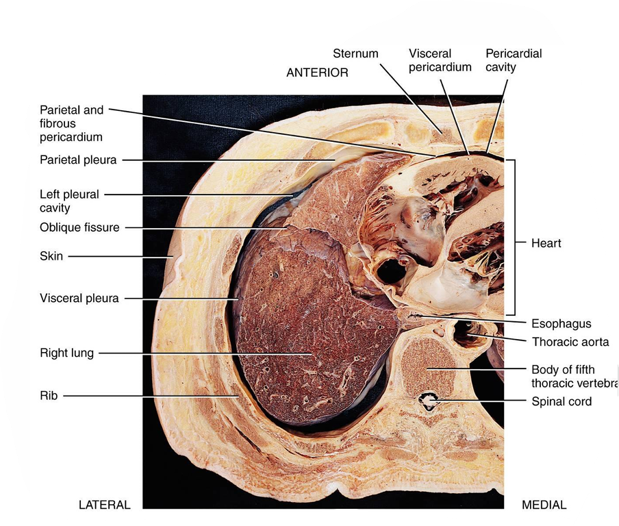 <p>The two layers of the pleural membrane are the <strong>parietal pleura</strong> (outer) and the <strong>visceral pleura</strong> (inner), continuous with each other at point of origin</p>