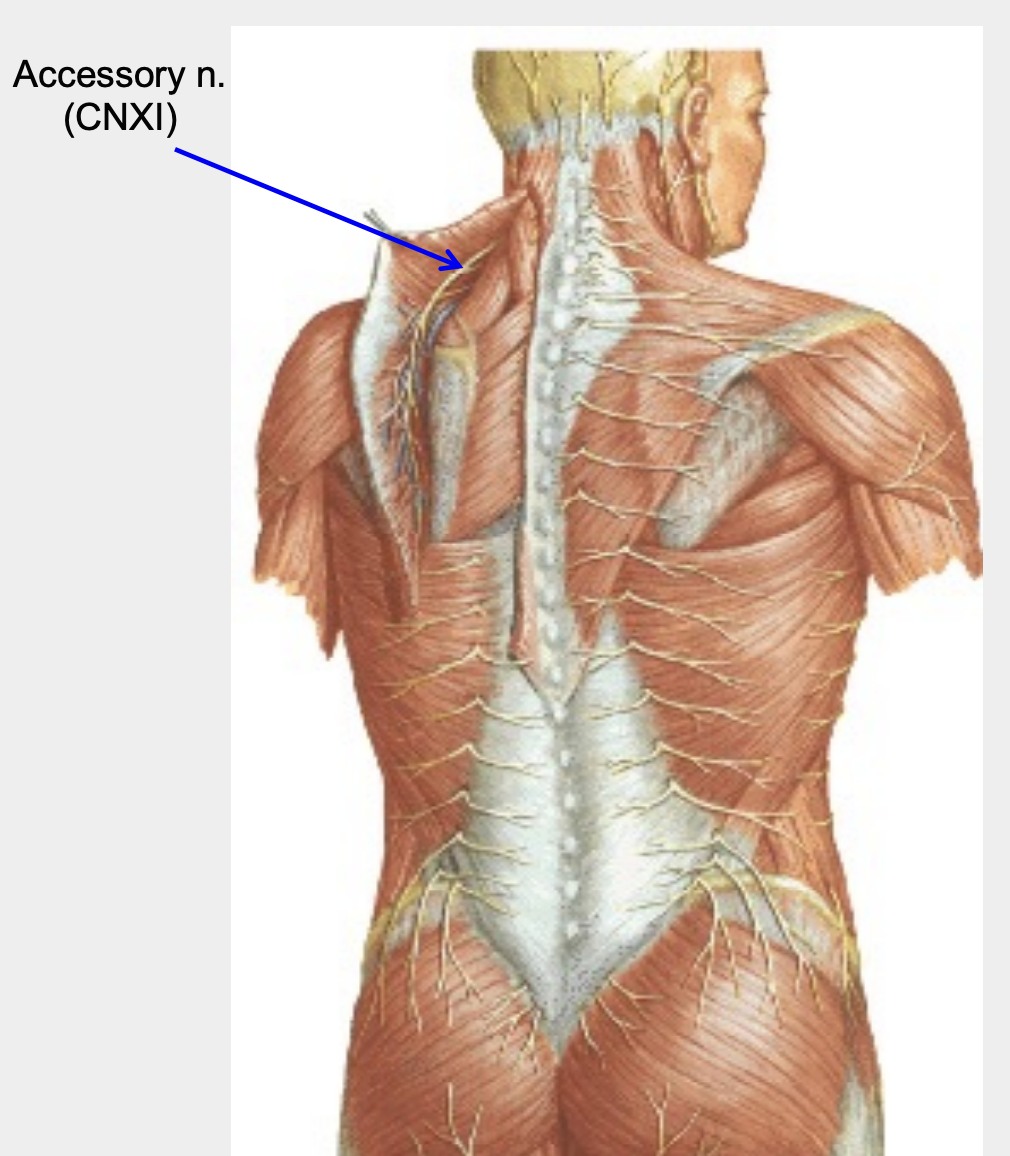trapezius muscle 