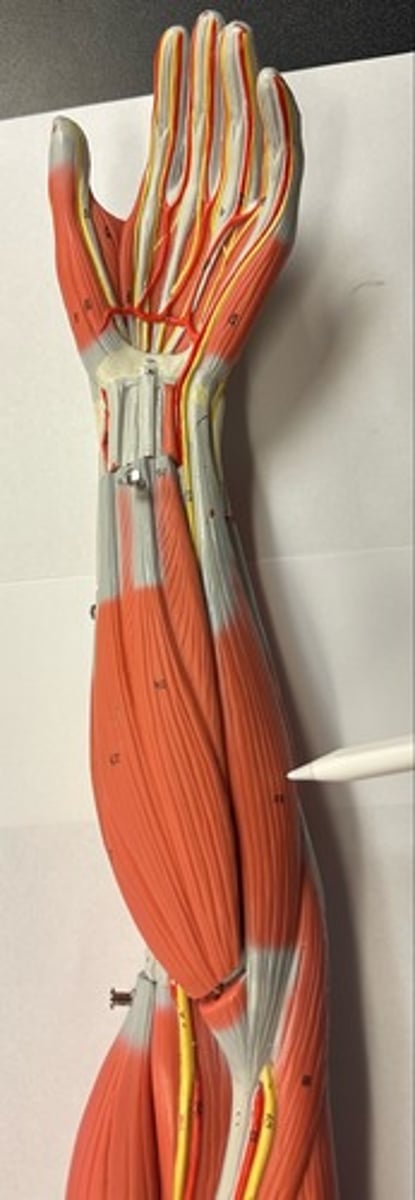 <p>What are the (3) attachments of the Flexor Carpi Ulnaris?</p>