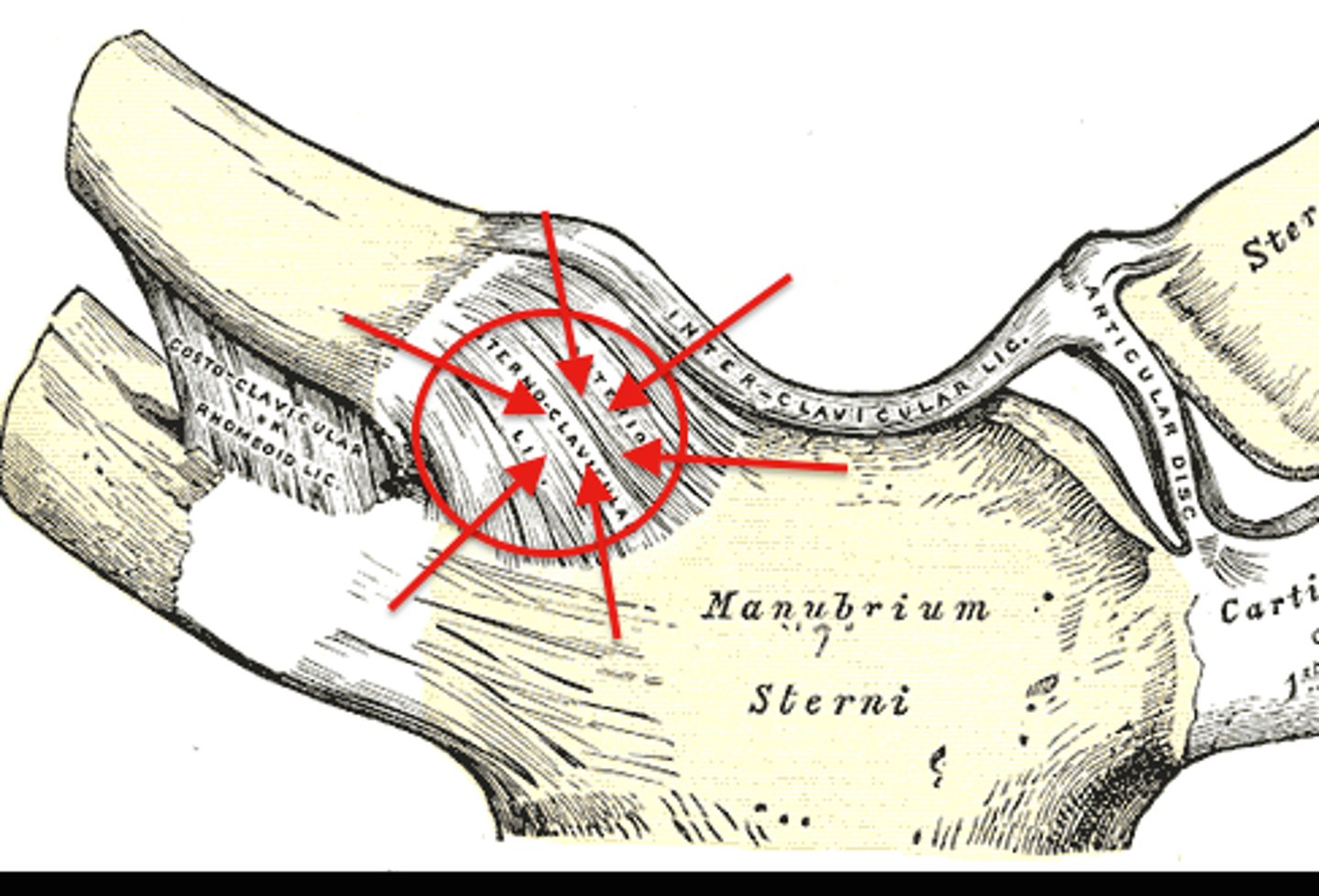 <p>connects the clavicle to the sternum on both the anterior and posterior surfaces. The posterior ligament limits anterior movement of the medial end of the clavicle. The anterior ligament limits posterior movement of the medial end of the clavicle.</p>