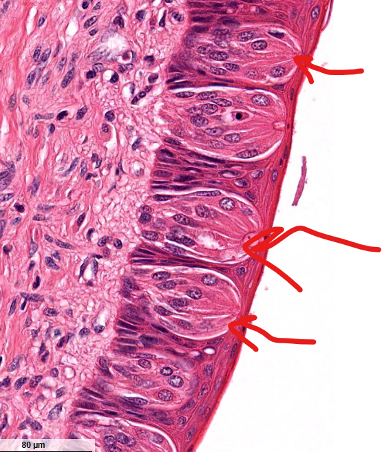 <p>structure</p>