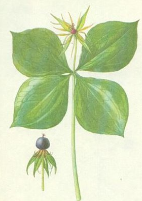 term image