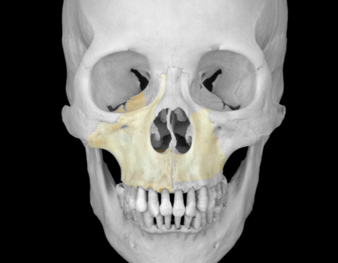 <p>upper jaw</p>