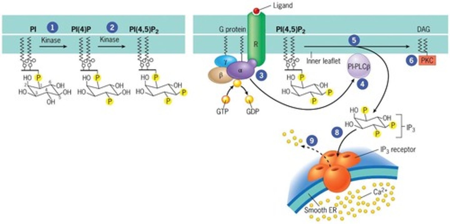 <p>A second messenger that is synthesized following the binding of a first messenger to a receptor, enabling a large-scale cellular response.</p>