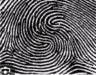 <ul><li><p>Made up of any 2 loops combined into one print</p></li><li><p>2 loop formations</p></li><li><p>2 deltas</p></li><li><p>Looks like an “s”</p></li></ul><p></p>