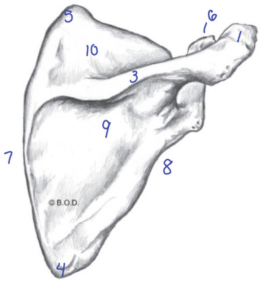 <p>Identify 1</p>