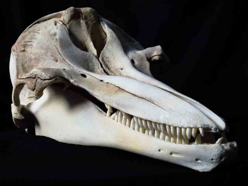 <p>Common bottlenose dolphin</p>