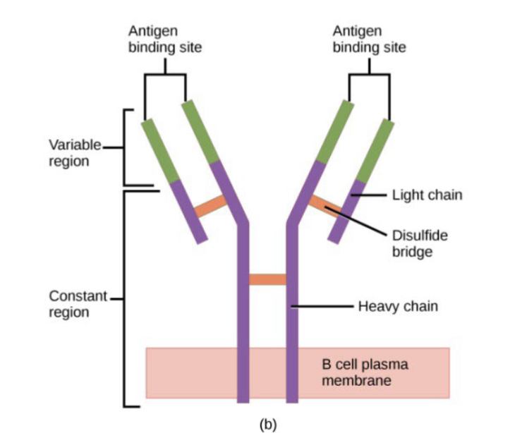 <p>RECEPTOR DIVERSITY</p><ul><li><p>DNA RECOMBINATION IS TARGETED TO B AND T CELL RECEPTOR GENES</p></li><li><p>THE SEGMENTS OF DNA WITH THE HIGHEST RATE OF RECOMBINATION ARE THOSE THAT CODE FOR THE VARIABLE REGIONS OF THE RECEPTOR</p></li></ul><p></p>