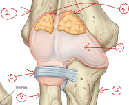 <p>Label this diagram of the elbow joint.</p>