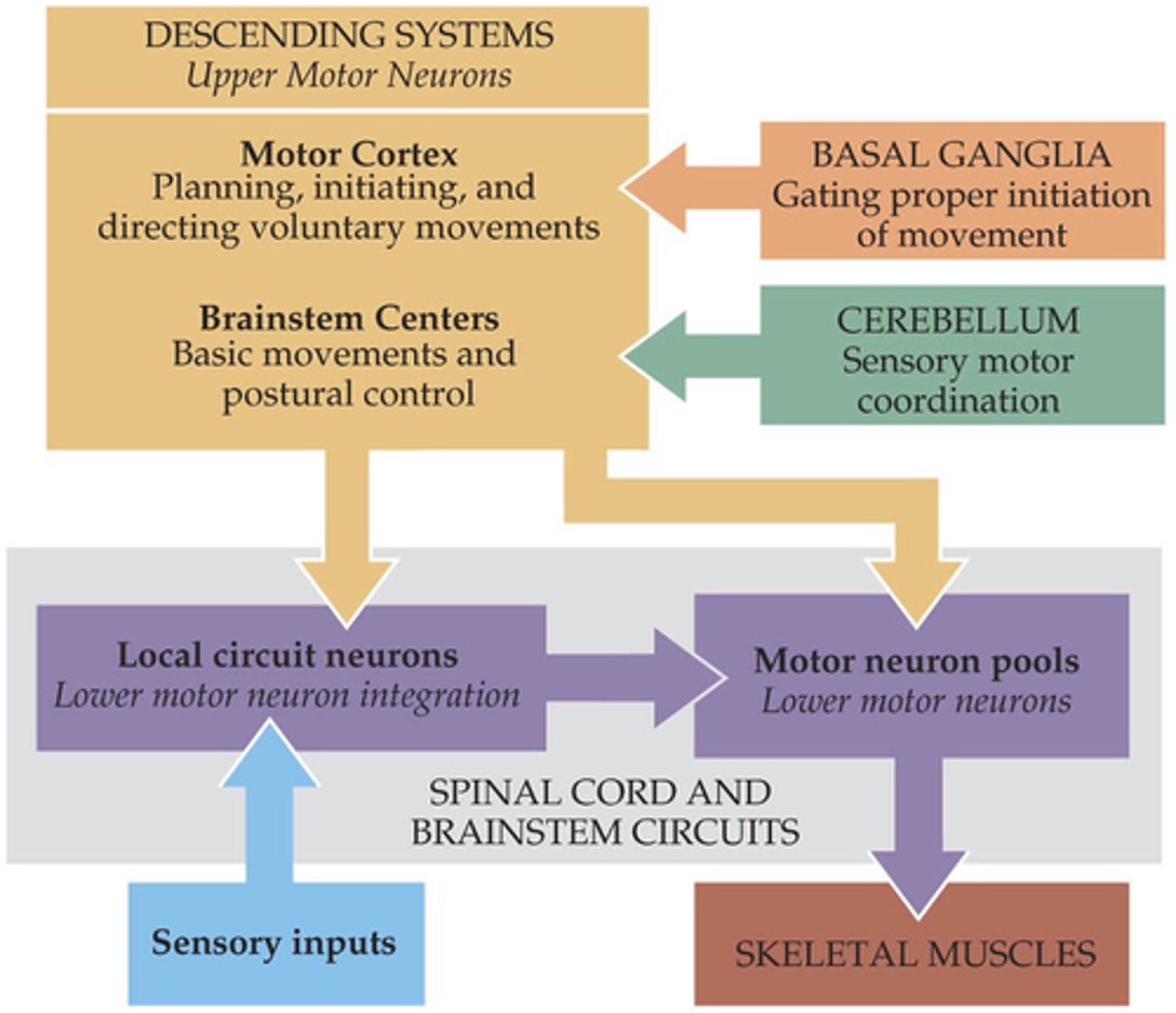 <p>The spinal cord contains _________ ________ ____________ that generate complex behaviours without input from the brain</p>