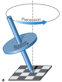 <ul><li><p>Precession may affect the severity of the different</p><p>seasons and may cause extreme climate changes</p><p>such as ice ages</p></li><li><p>Earth’s axis precesses like the axis of a spinning top</p></li></ul><p></p>