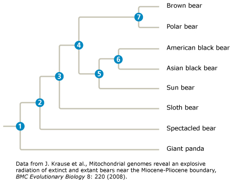 <p>Which species is the basal taxon in this tree?</p>