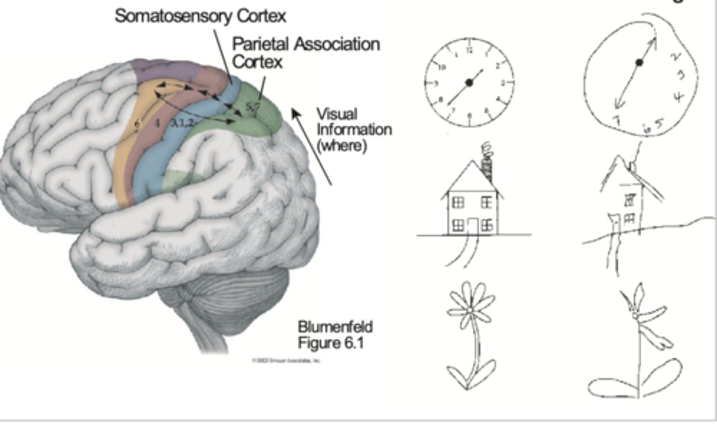 <p>Higher order somatic cortical areas. Involved in extracting perception of objects</p>