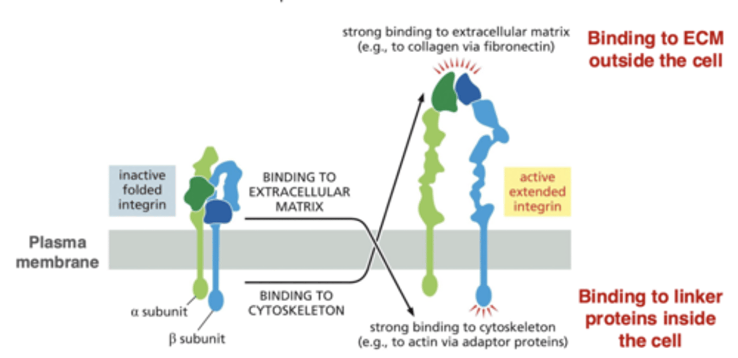 <p>integrins activate by changing from bent to extended</p><p>integrin activation can be triggered by ECM components outside the cell or by proteins inside the cell</p>