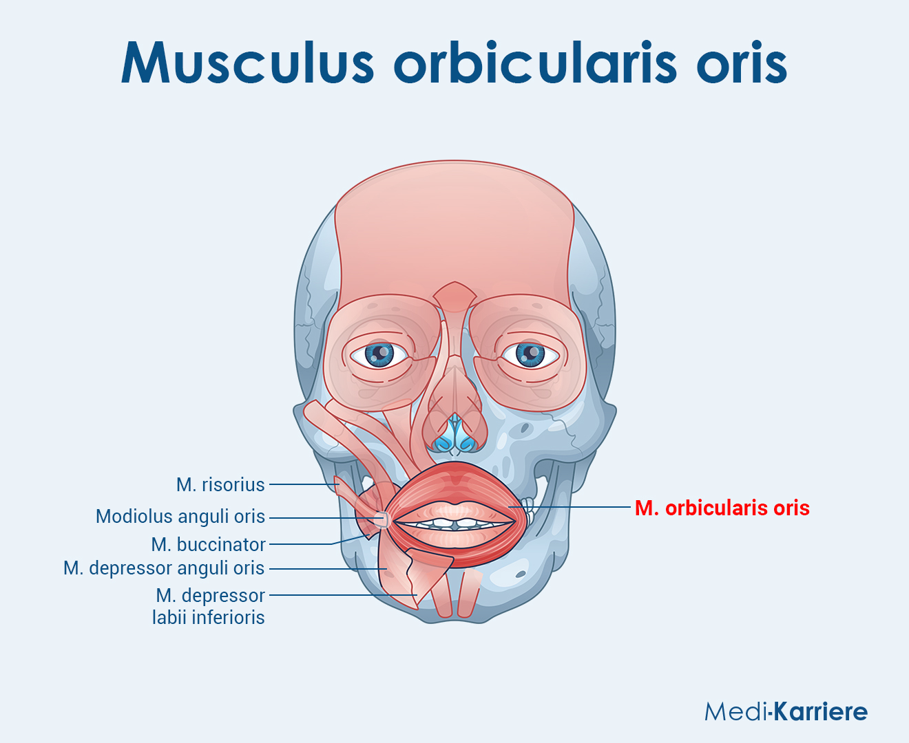<p>Orbicularis oris</p>