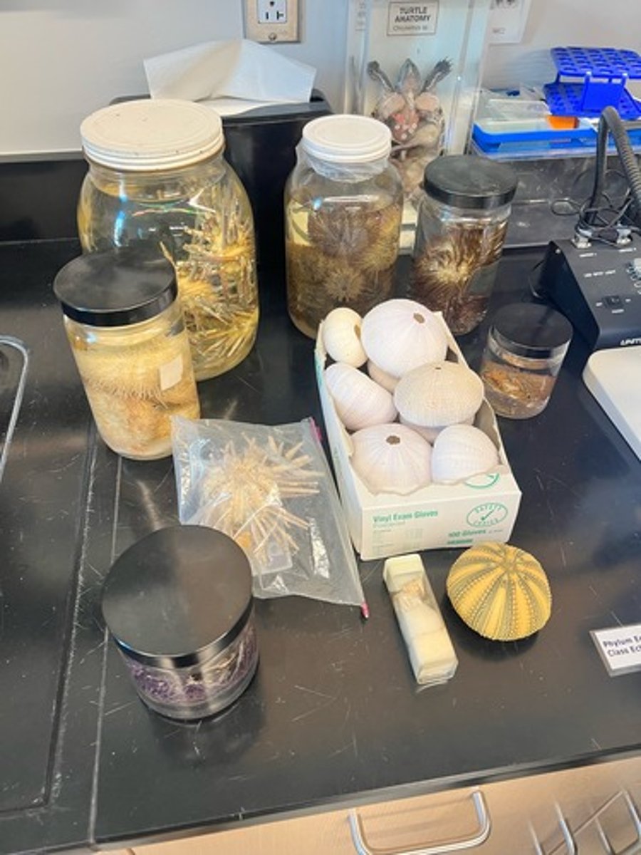 <p>sea urchins and sand dollars</p>