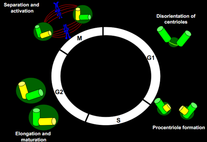 <p>G1: Centrioles disoriented.</p><p>S phase: Procentriole formation begins next to each parental centriole.</p><p>G2: Elongation and maturation of procentrioles.</p><p>M phase: Separation and activation of centrosomes to form spindle poles.</p>