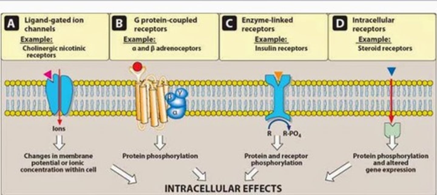 <p>Ligand-gated Ion Channels are transmembrane ion channels that open and close in response to the binding of a ligand, allowing ions to flow in or out of a cell.</p><p>G-protein Coupled Receptors are a unique receptor type that includes the activation of a G-protein.</p><p>Enzyme Linked Receptors act as both a membrane receptor and as an enzyme. Binding of the ligand activates the catalytic activity of the receptor.</p>