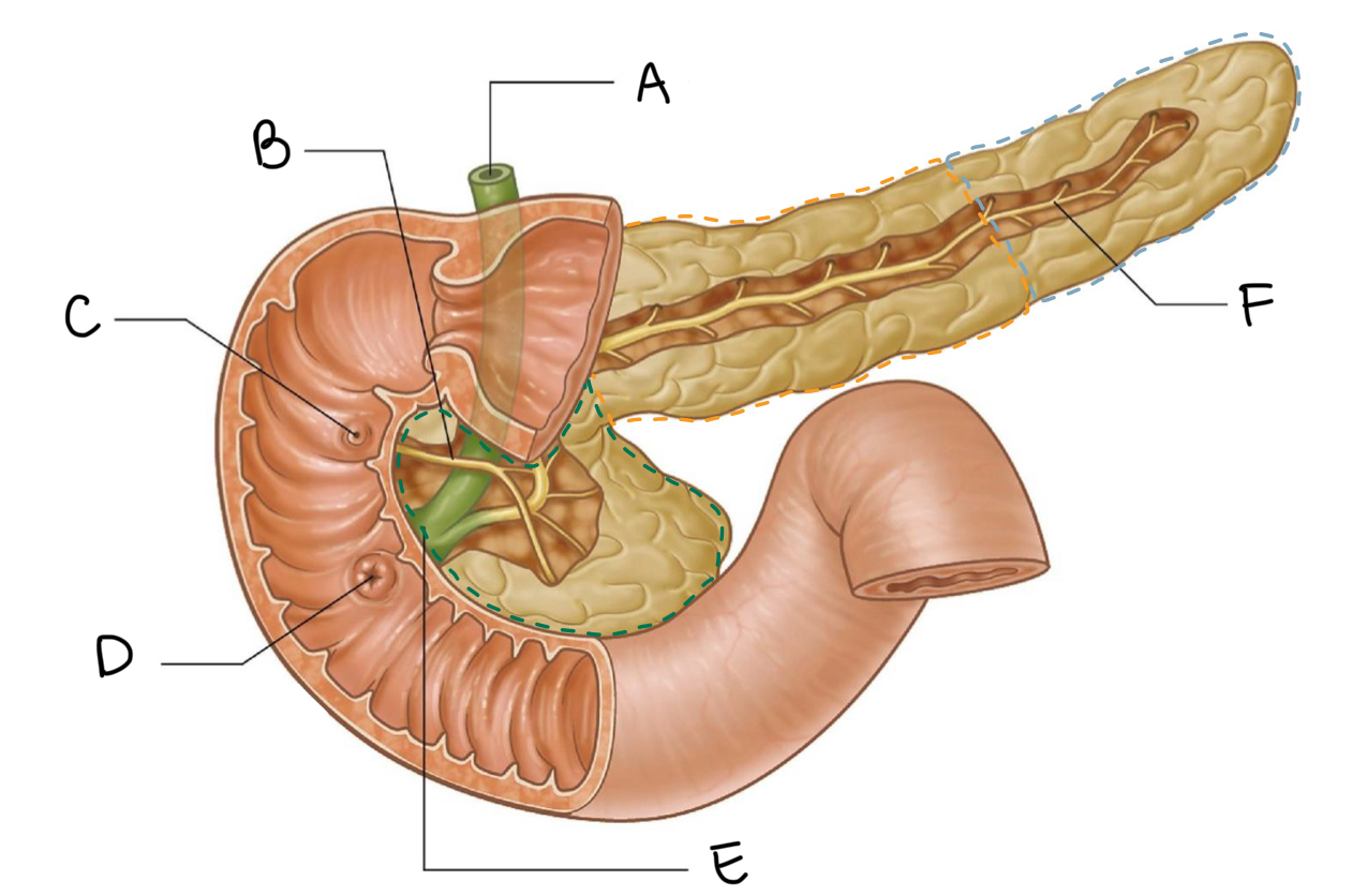 <p>What is the orange dotted area?</p>