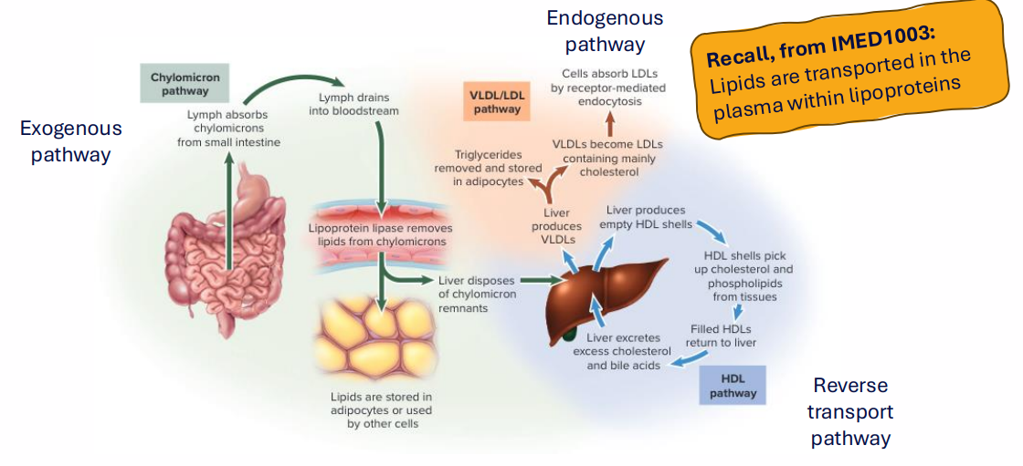 <p>- Lipids are transported in the plasma within lipoproteins</p><p>NO LEARNING OUTCOME</p>