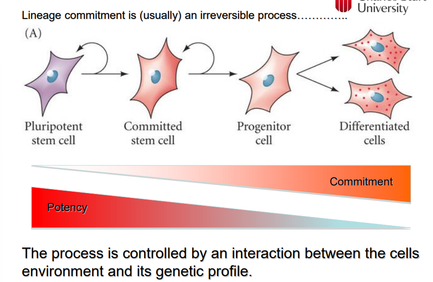 <ul><li><p>potency is the ability of a stem cell to become any type of cell</p></li><li><p>potency reduces once a stem cell becomes commited</p></li><li><p>once it has committed it has a reduced ability to come back to a pluripotent stem cell</p></li></ul>