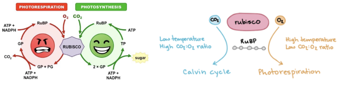 <p>an unwanted + wasteful process in plants</p><ul><li><p>Rubisco is more likely to pick up O2 at <strong>higher temps</strong> and when O2 concentration is <strong>higher</strong> than CO2</p></li><li><p>C4 + CAM plants in higher temperature regions have <strong>ADAPTATIONS</strong> to reduce photorespiration</p></li></ul><p></p>