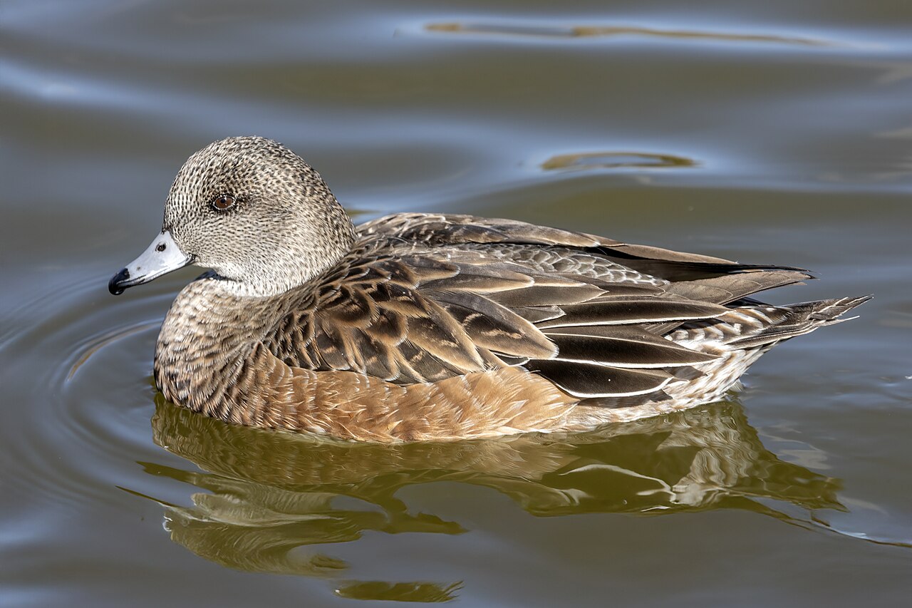 <p>Mareca americana</p>