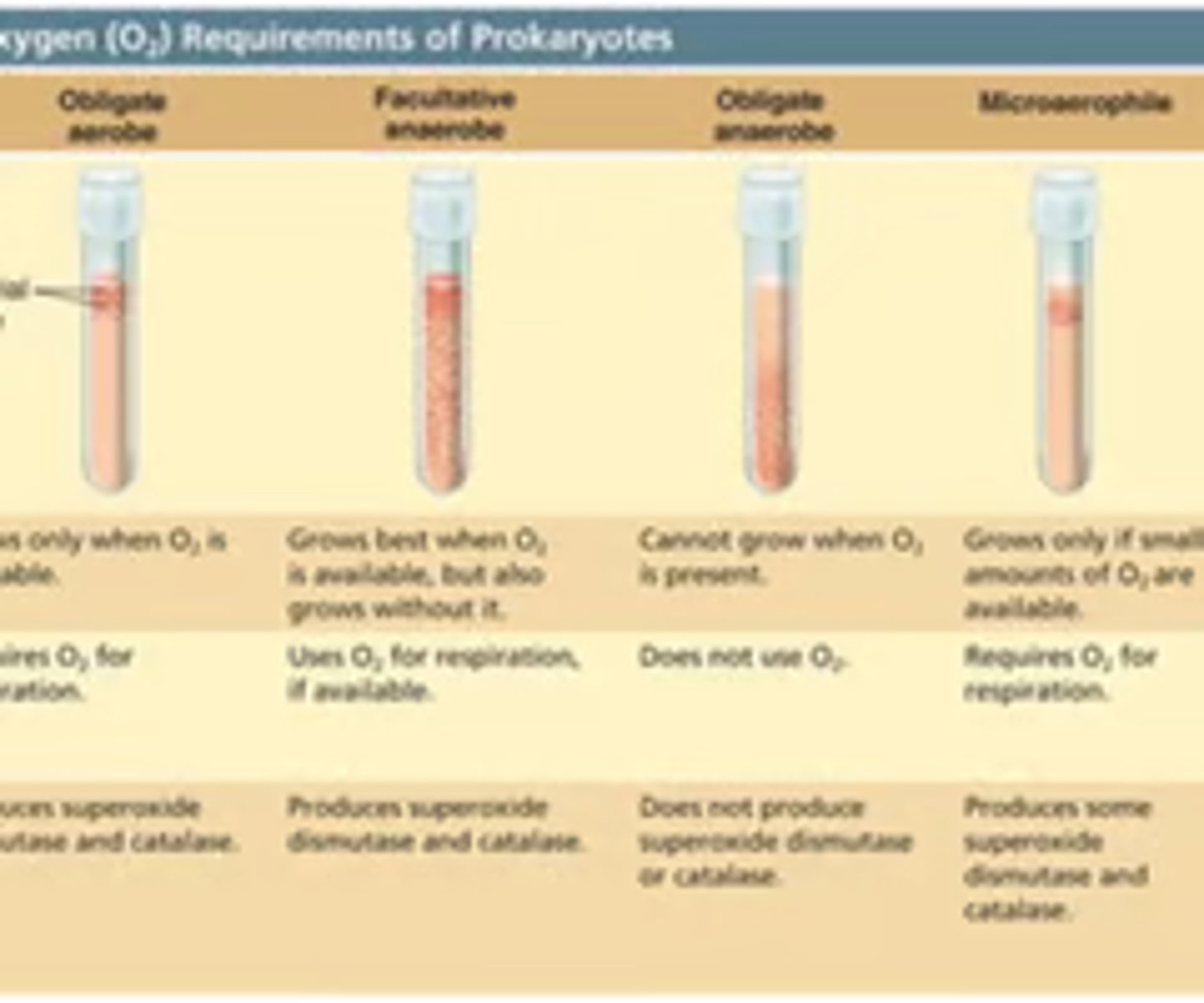 <p>★ Obligate aerobes: requires oxygen, grows top of tube</p><p>★ Obligate anaerobes: can't grow in presence of oxygen, grows in bottom of tube</p><p>★ Facultative anaerobes: grows in aerobic or anaerobic conditions but prefers oxygen, grows throughout tube but more towards the top</p><p>★ Microaerophiles: require little to no oxygen (not in room air), growth towards top of tube</p><p>★ Aerotolerant anaerobes: grows with or without oxygen, equal growth throughout tube</p>