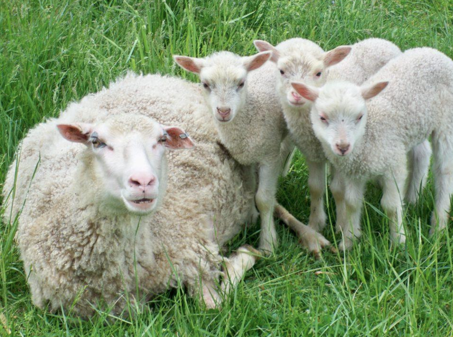 <p>What is the Name and Category of this sheep?</p>
