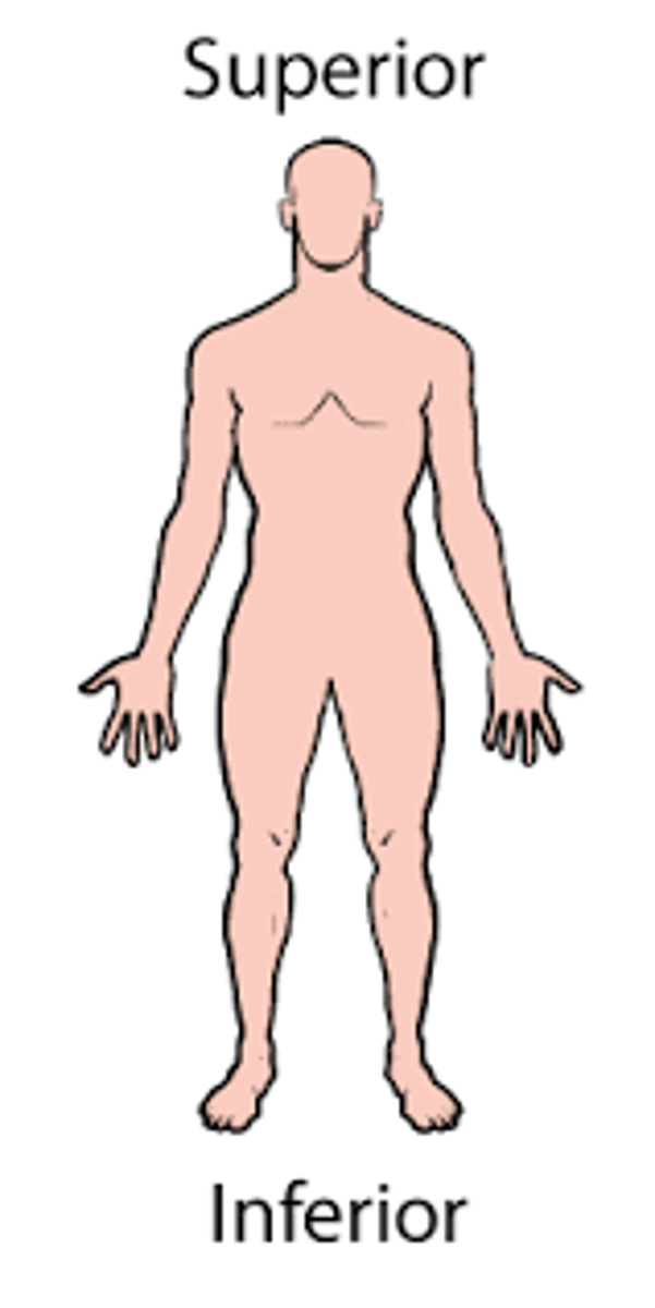 <p>Toward or away from the head</p>