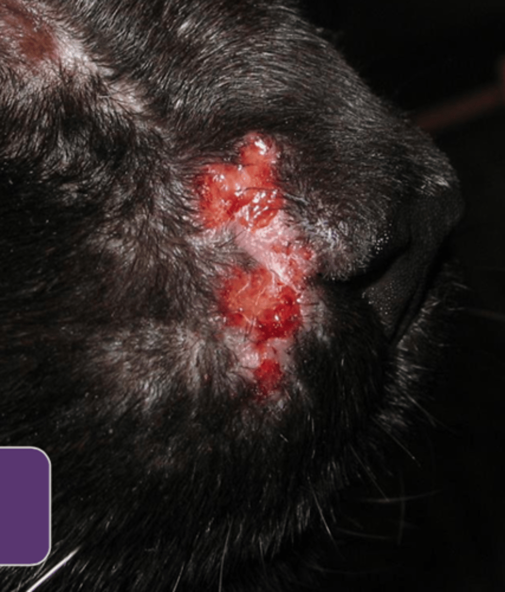 <p>What lesion is this? Is it primary or secondary?</p>