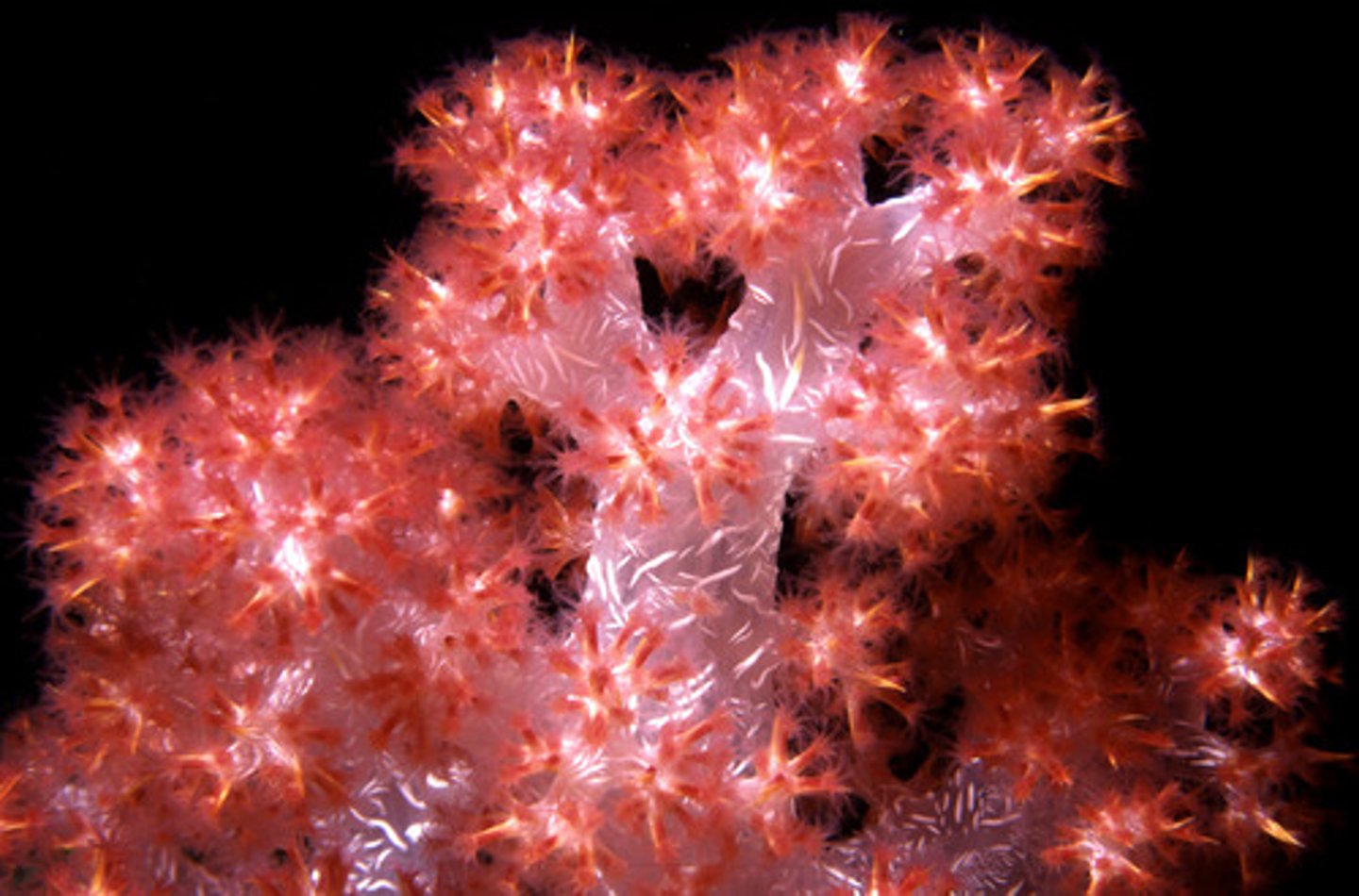 <p>do not secrete calcium carbonate</p>