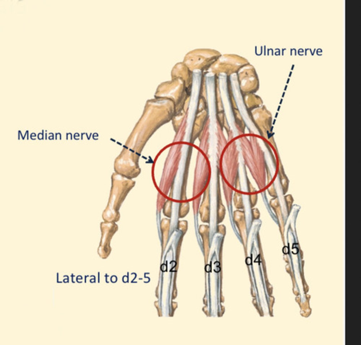 <p>lateral 2: median</p><p>medial 2: ulnar</p>