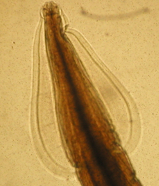 term image