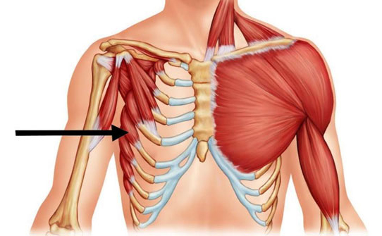 <p>Shoulder Girdle Muscle:</p>