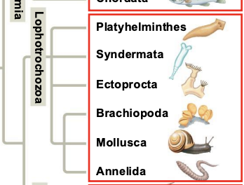 <p>A horse-shoe shaped feeding structure called a lophophore, or a ciliated larva called a trocophore</p>